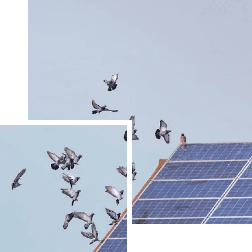 Pigeon Proofing solar panels Pigeon Proofing solar panels